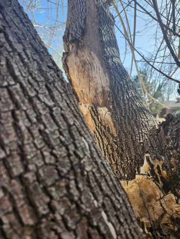 Close-up of tree bark with a clear sky in the background.
