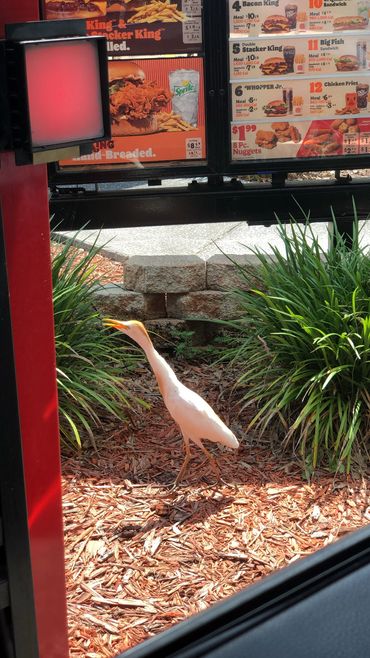 random bird at McDonalds