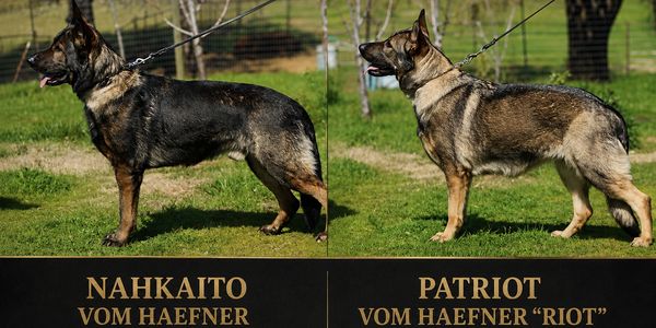 Two German Shepherd dogs named Nahkaito and Patriot.