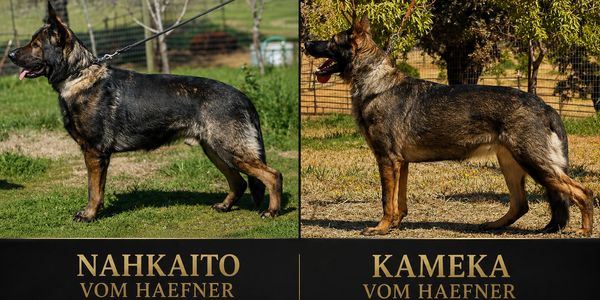 Two German Shepherd dogs named Nahkaito and Kameka from Vom Haefner.