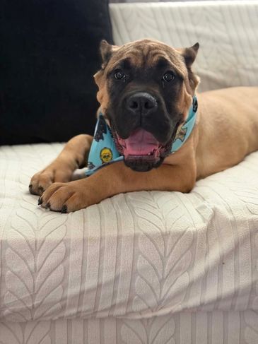 Happy dog lying on a couch.