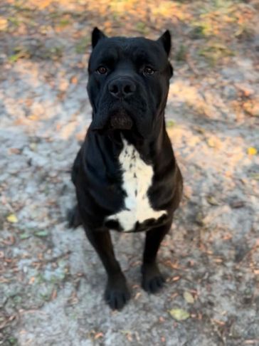 Black dog with white chest sitting on dirt.