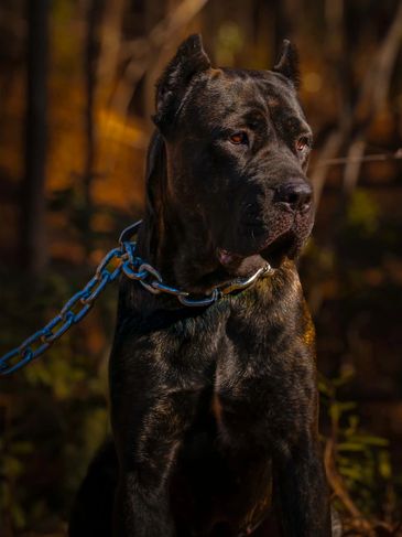 Portrait of a black dog with cropped ears on a chain.