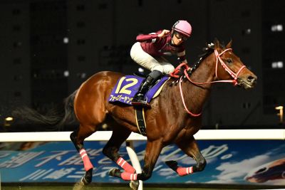 Jockey riding horse number 12 during a nighttime race.