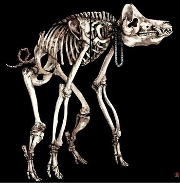 CERDO IGNORANTE ©Alejandro Lucadamo