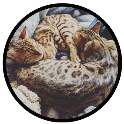 Bengal Love