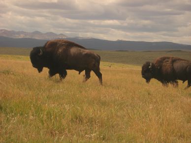 Two bison bulls walking.