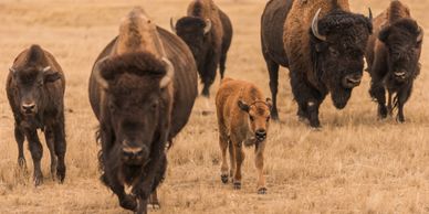Group of bison walking in a pasture