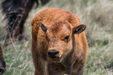 Bison calf, red calf.