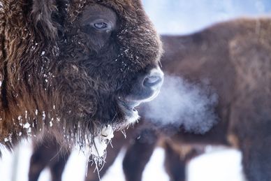Bison breathing in snow.