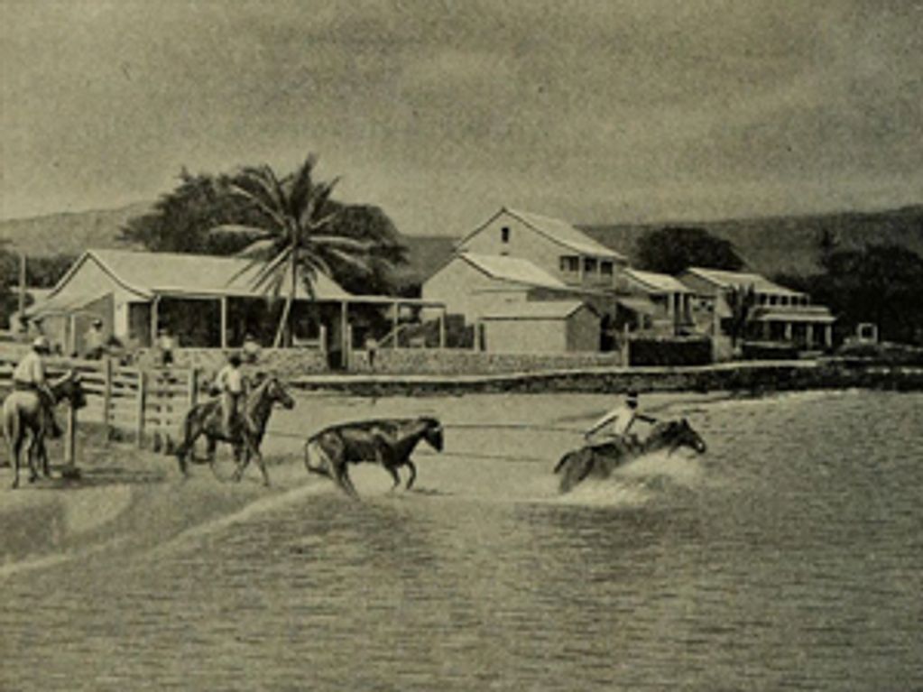 Paniolos Swimming Cattle To Ship In Kailua Kona