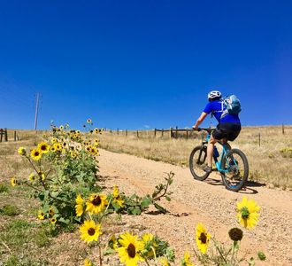 Wildflowers in Boulder, Colorado