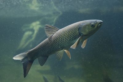 Triploid Grass Carp swimming in a body of water