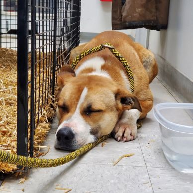 A brown and white dog sleeping on the floor next to a water bowl.