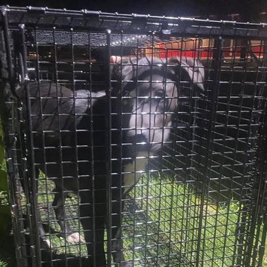 A black dog inside a metal cage at night.