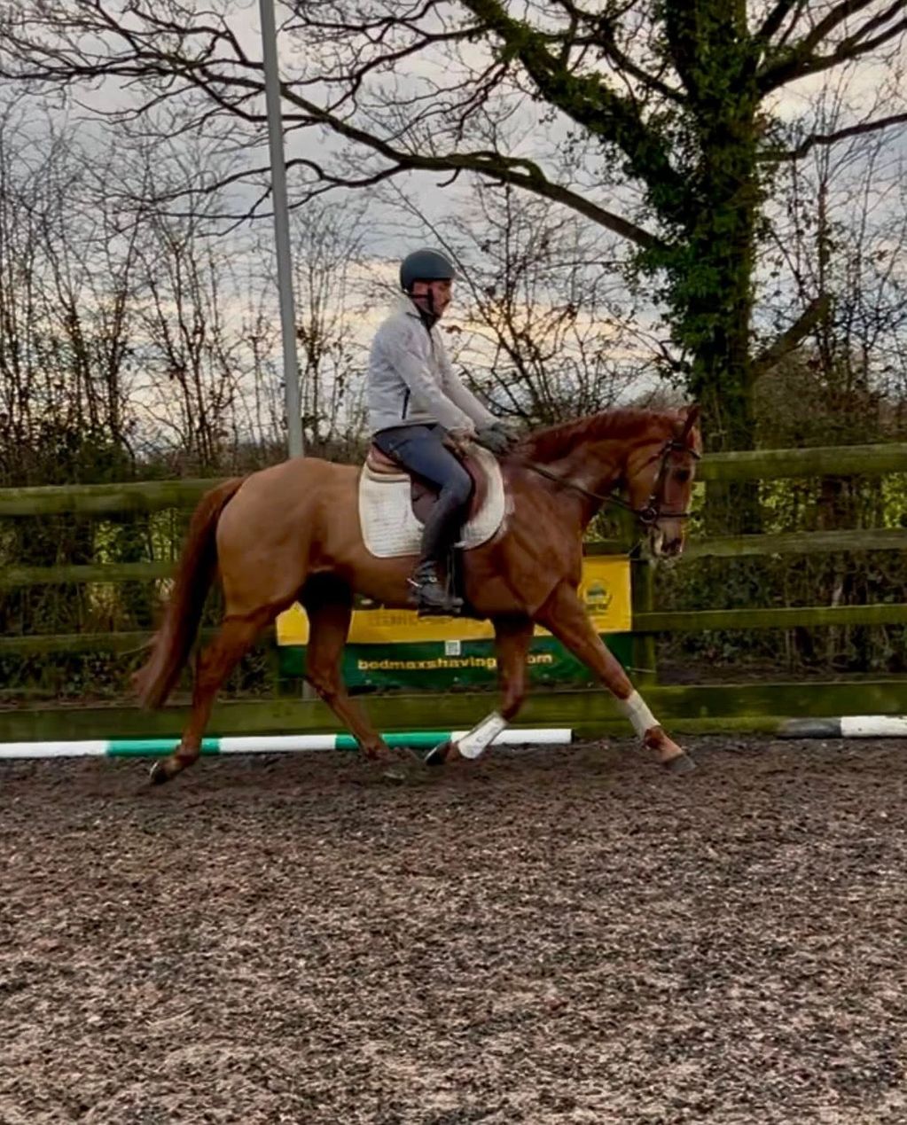 Chestnut thoroughbred mare for sale