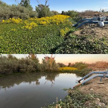 This clients irrigation ditch was completely covered with water hyacinth, plugging the inlets.