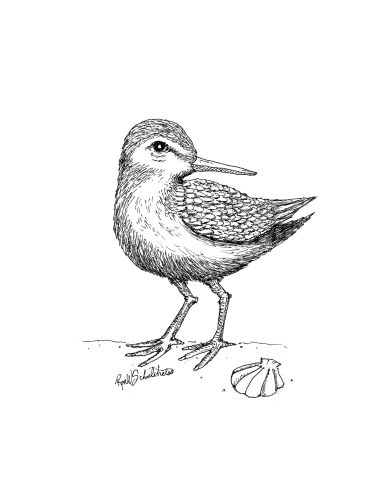 Detailed black and white bird sketch with sea shell.