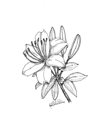 Black and white flower sketch with detailed leaves and petals.