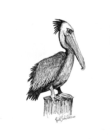 Black and white sketch of a pelican perched on a stump.