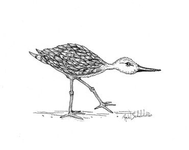 Black and white sketch of a bird with detailed feathers.