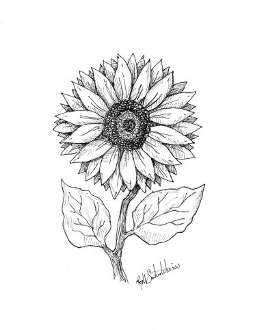 Black and white sketch of a sunflower.