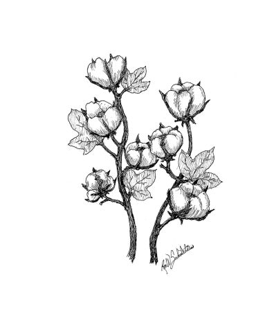 Black ink drawing of a cotton plant branch with bolls and leaves.