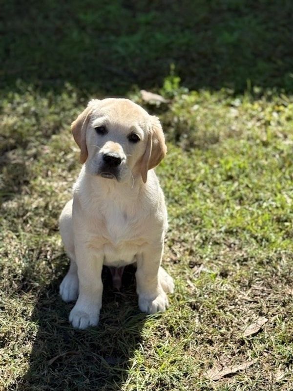 Whiskey sitting proudly in the sunshine, looking as sweet as ever.