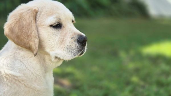 Whiskey sitting in the sunshine, lost in though