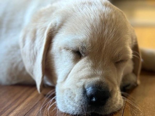 Whiskey on snooze patrol — living his best nap life.