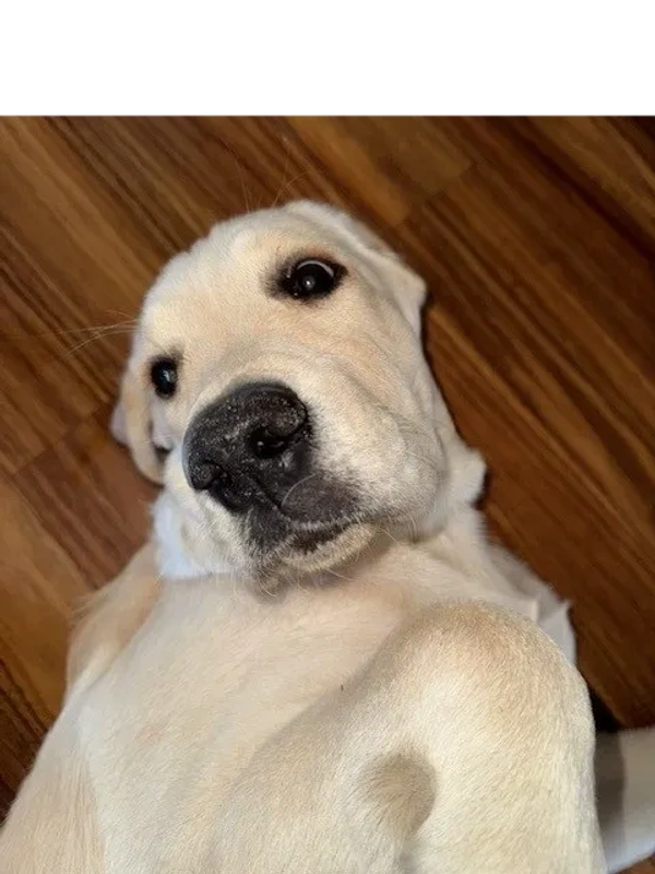This is my “innocent until proven guilty” face — and yes, it works every time. 💛