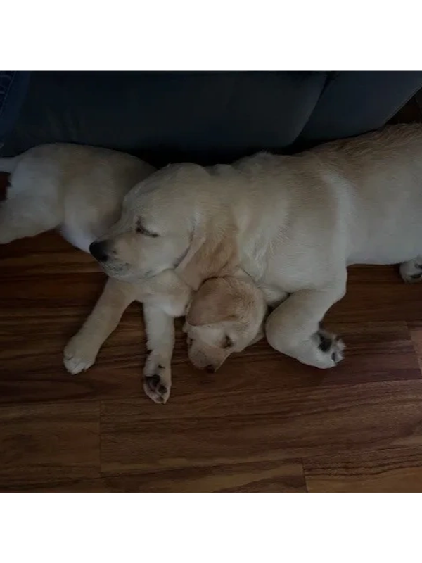 Whiskey and Tennessee curled up together after a long play session