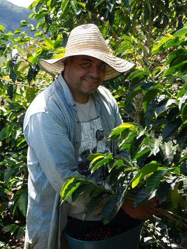 Smiling farmer harvesting coffee cherries in a sunny plantation.