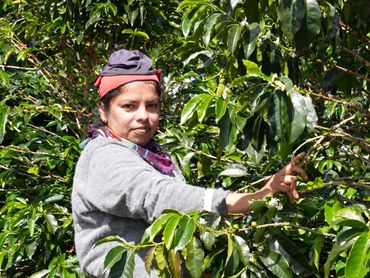A woman harvesting coffee cherries in a lush plantation on a sunny day.