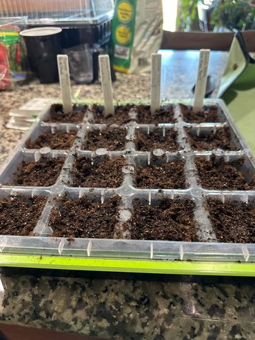 Seeds germinating