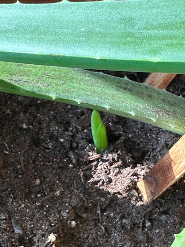 Aloe Vera pup