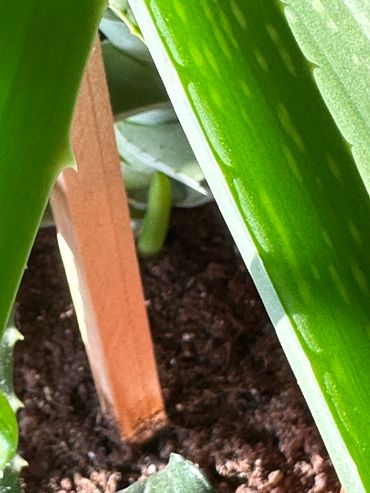 Aloe Vera pup