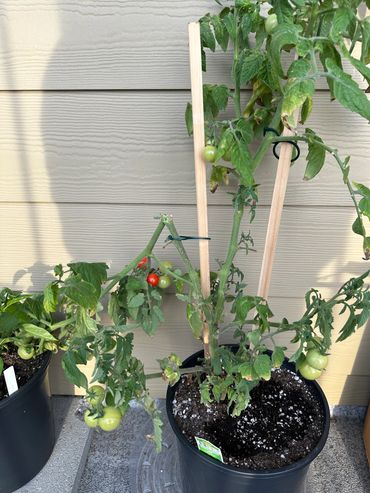 Cherry Tomato plant with broken branch