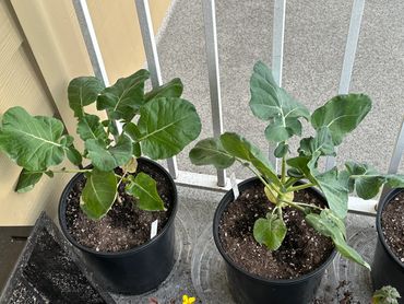 Broccoli Plants