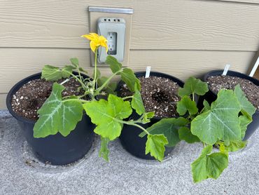 Pumpkin plants