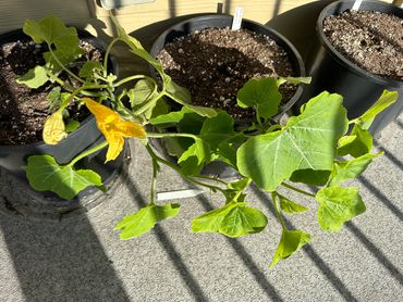 Pumpkin plants