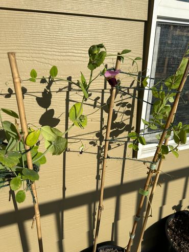 Sugar Pea Plants