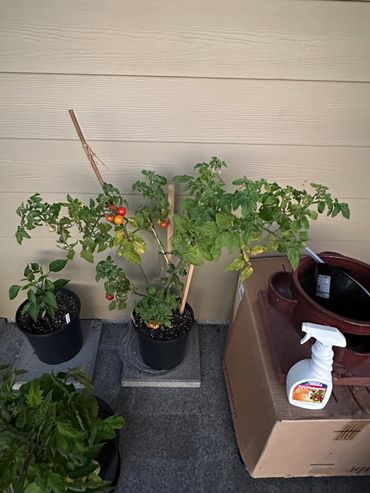 Cherry Tomato Plant