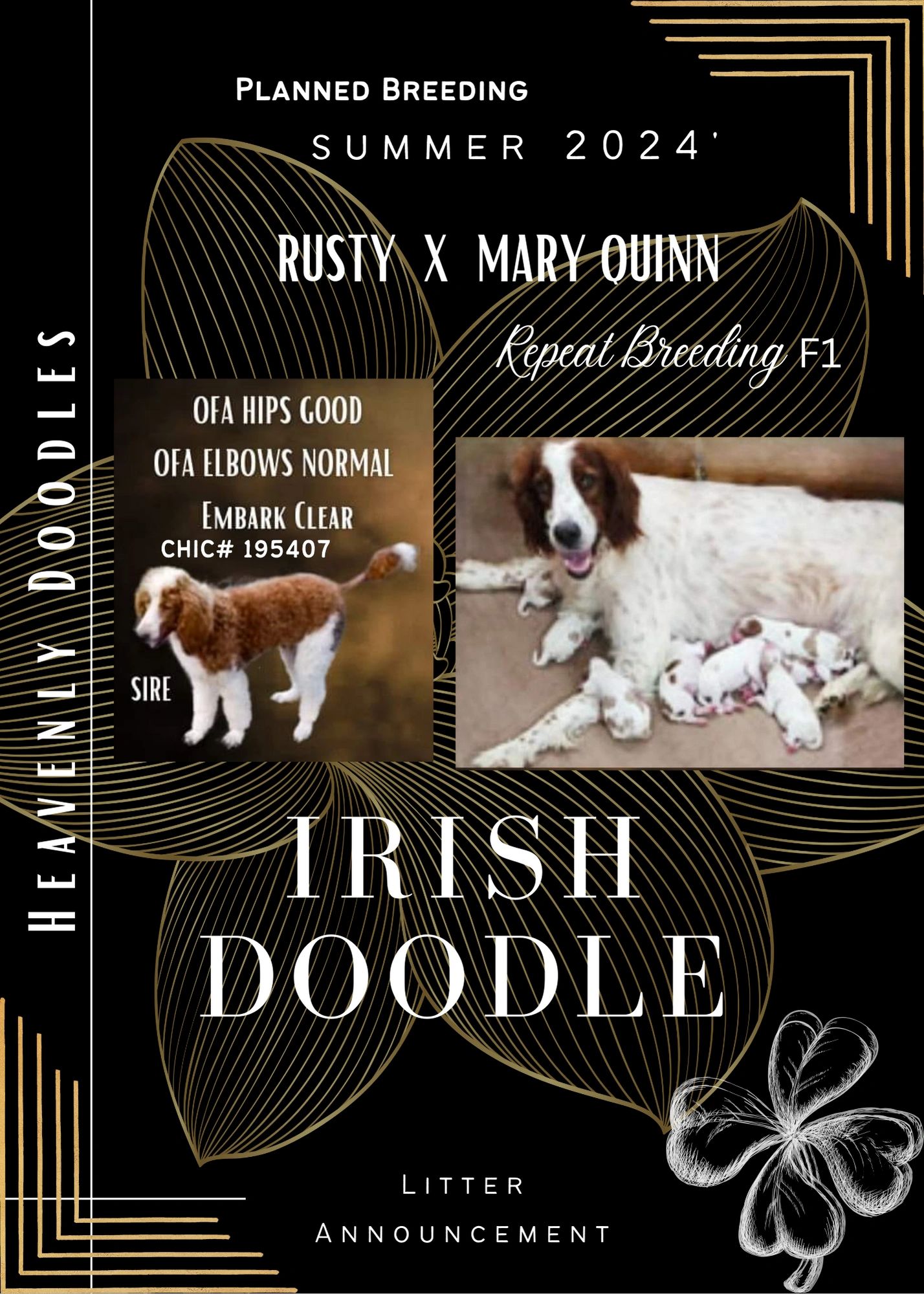 Irish Doodle Puppies F1