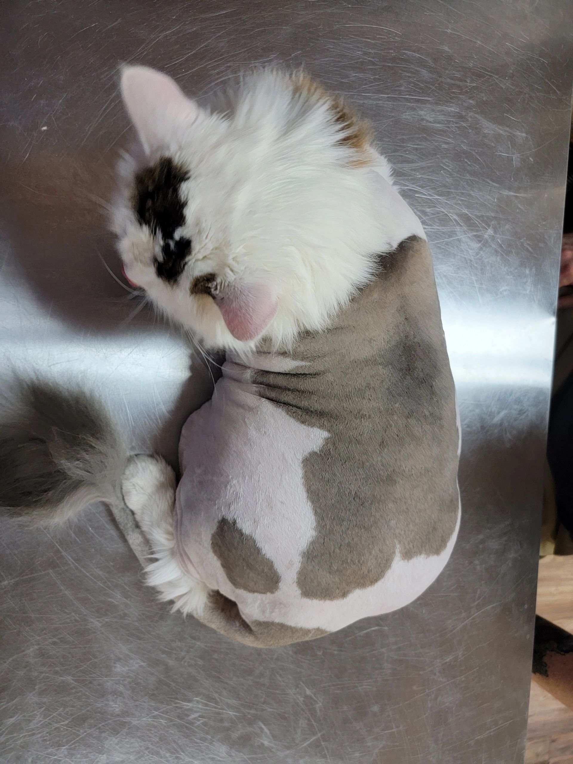 Certified Feline Master Groomer, Angela Sexton has preformed a lion cut with a lion tail.