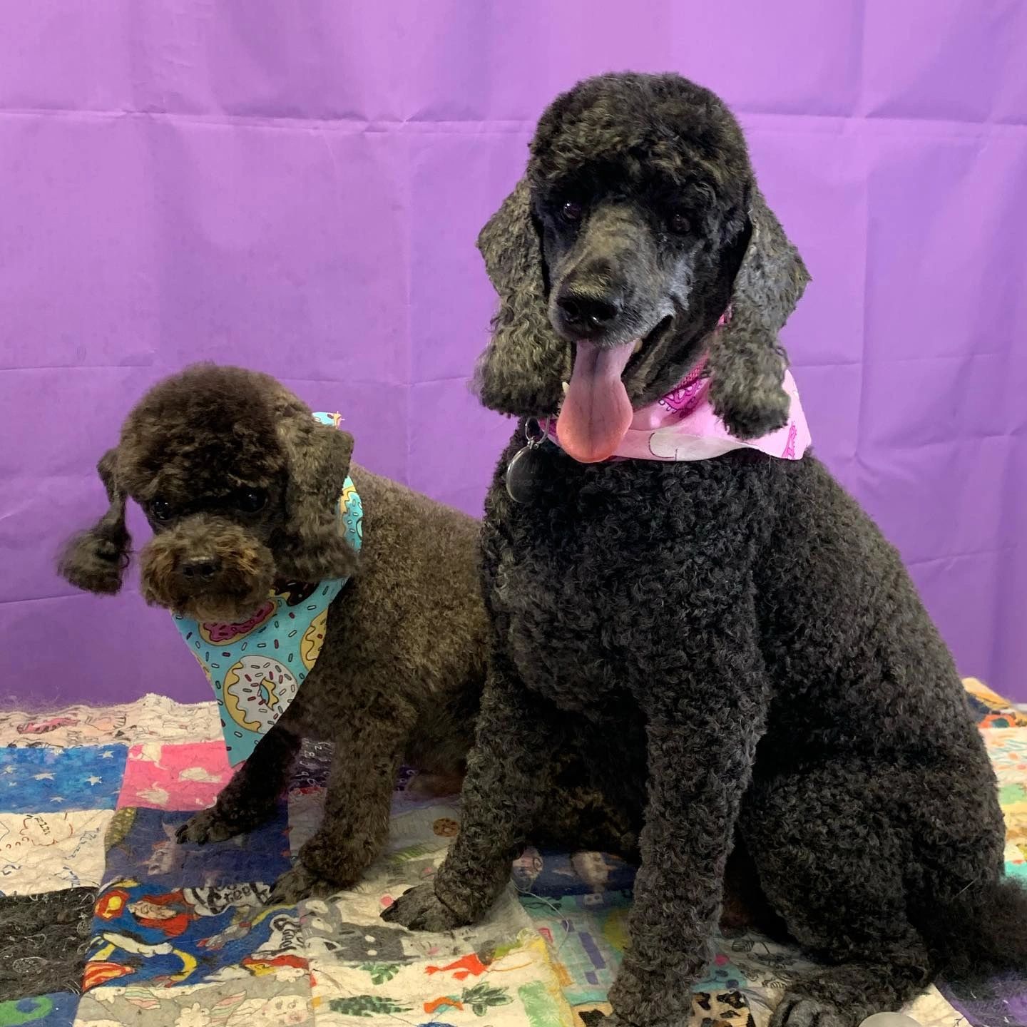 National  Certified Master Groomer, Angela Sexton groomed a toy and mini poodle.