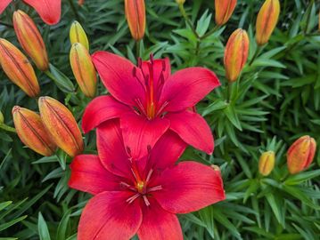 Red Asiatic Lily.