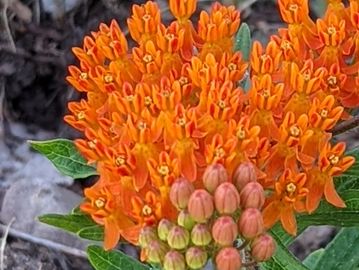 Butterfly Weed orange flower.