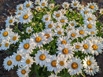 Daisy, white flower.