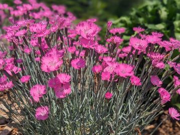 Dianthus pinks, flower.